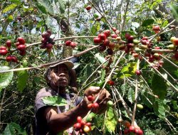 IFC Komprimisiu Dezenvolve Parseria Setór Kafé Iha Timor-Leste